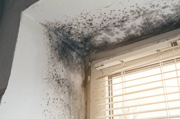 Affordable Commercial Mold Remediation solutions in Severance, CO